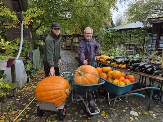 Halloween-Dekoration mit geschnitzten Kürbissen bei einem Familienfest im Tierpark.