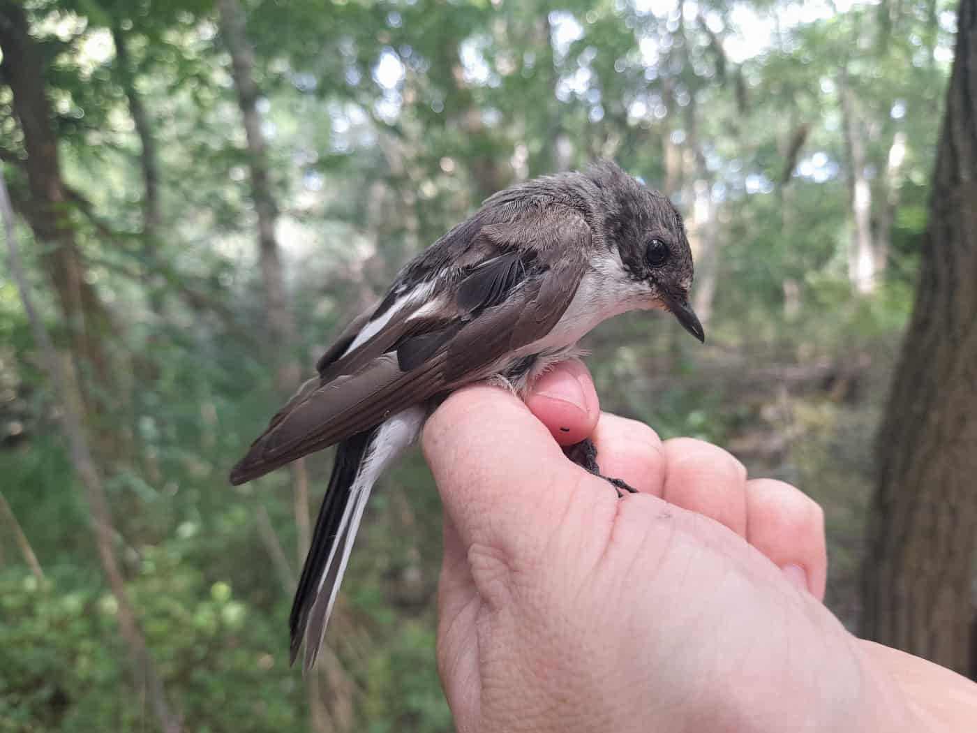 Singvogelmonitoring am Holschaer Teich: Fangsaison 2026 beendet