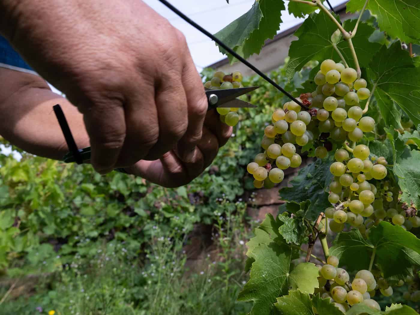 The grape harvest in Saxony ends earlier than ever before