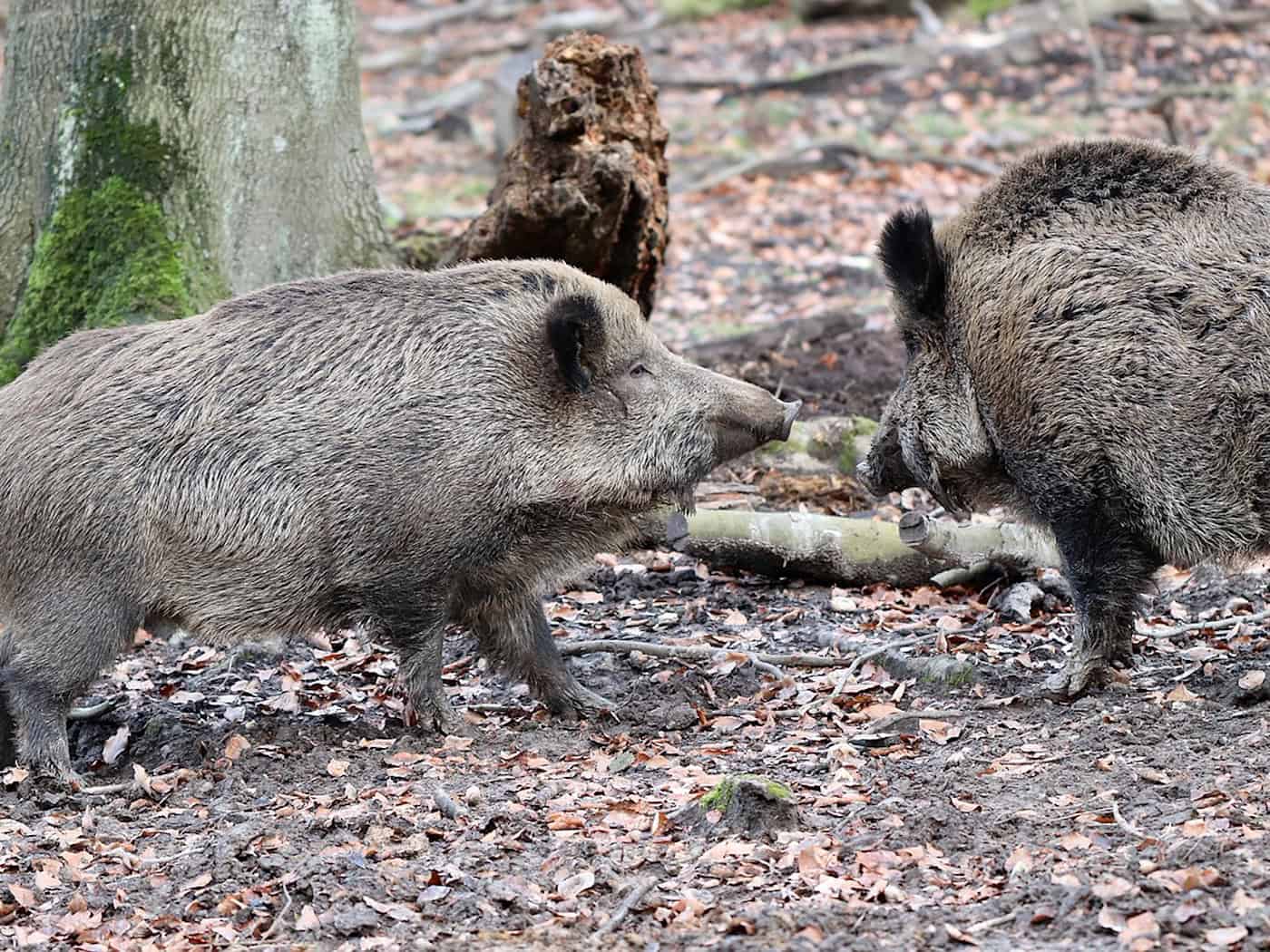 Lkw landet nach Ausweichmanöver wegen Wildschweinen im Graben