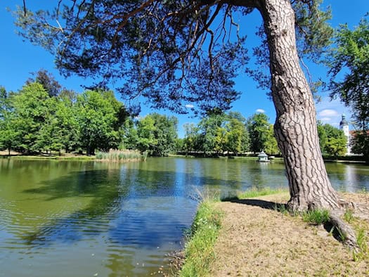 Teich mit Ufergrün und hohen Bäumen im Barockgarten Zabeltitz bei blauem Himmel