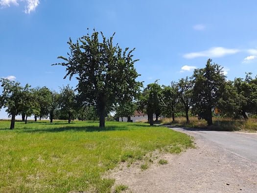 Straße am Ortsrand von Zschauitz mit Obstbäumen und Wiese, im Hintergrund ein weißes Gebäude