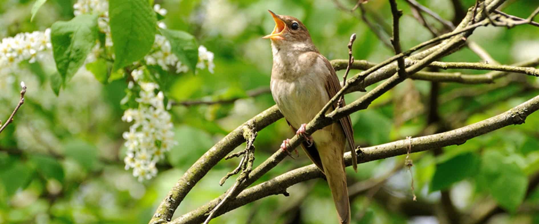 Foto zu Vogelgesang macht glücklich!