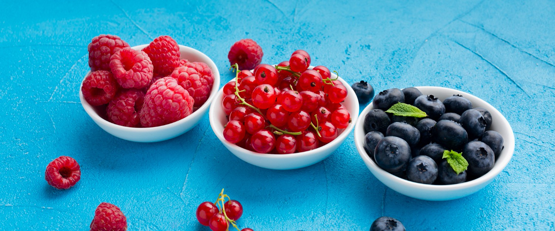 Drei weiße Schalen mit frischen Himbeeren, roten Johannisbeeren und Heidelbeeren auf blauem Hintergrund – Sommerbeeren in ihrer ganzen Vielfalt.