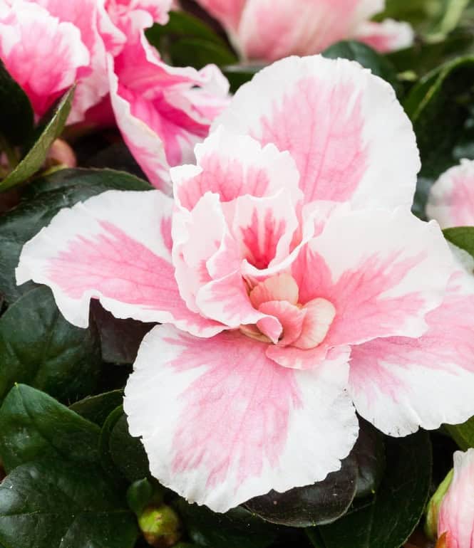 Zweifarbige Zimmerazalee mit weiß-rosa Blüten in Nahaufnahme