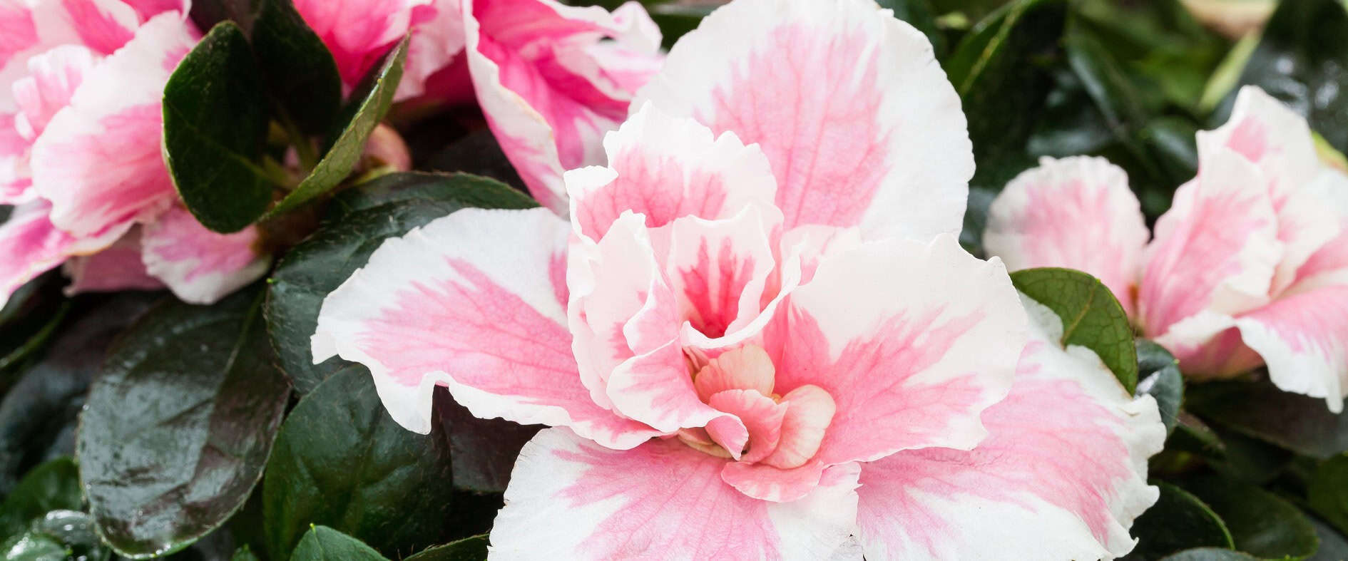 Zweifarbige Zimmerazalee mit weiß-rosa Blüten in Nahaufnahme