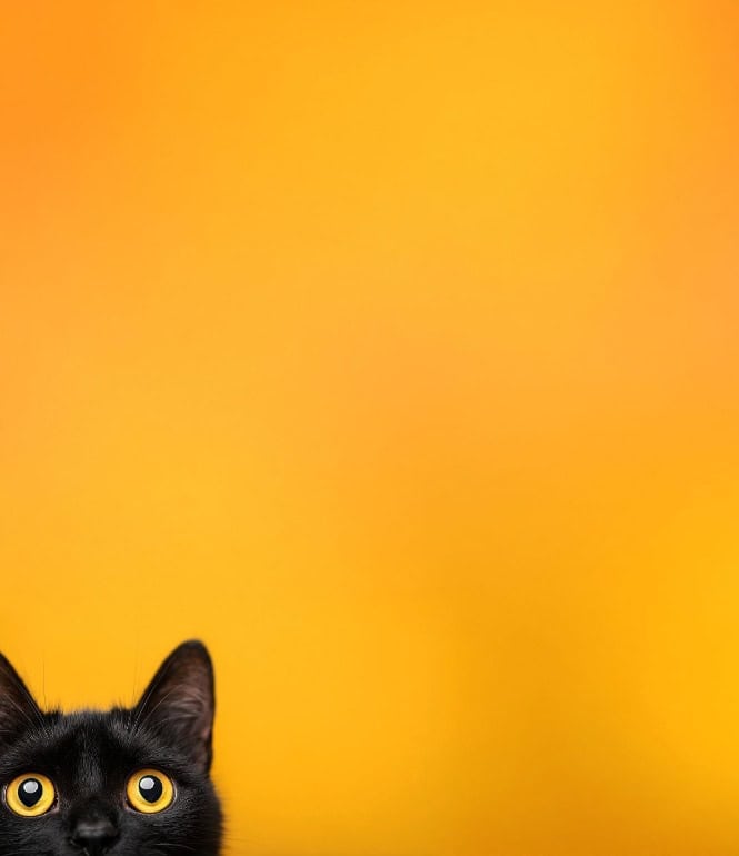 Schwarze Katze als Symbol für Aberglauben rund um Freitag, den 13., im Kontext des Artikels über die Unglückszahl 13.