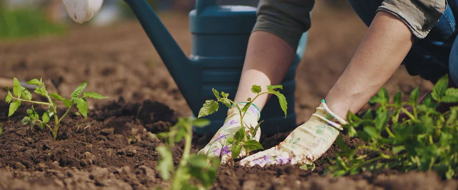 Setzen junger Gemüsepflanzen ins Beet zum Start der Gartensaison in Deutschland.