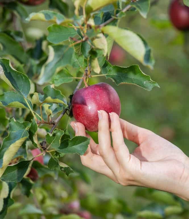 Hand pflückt einen reifen roten Apfel direkt vom Baum zwischen grünen Blättern