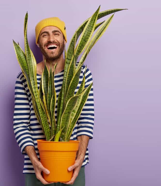 Lächelnder Mann mit gelber Mütze hält eine große, grüne Bogenhanf-Pflanze in einem orangefarbenen Topf.