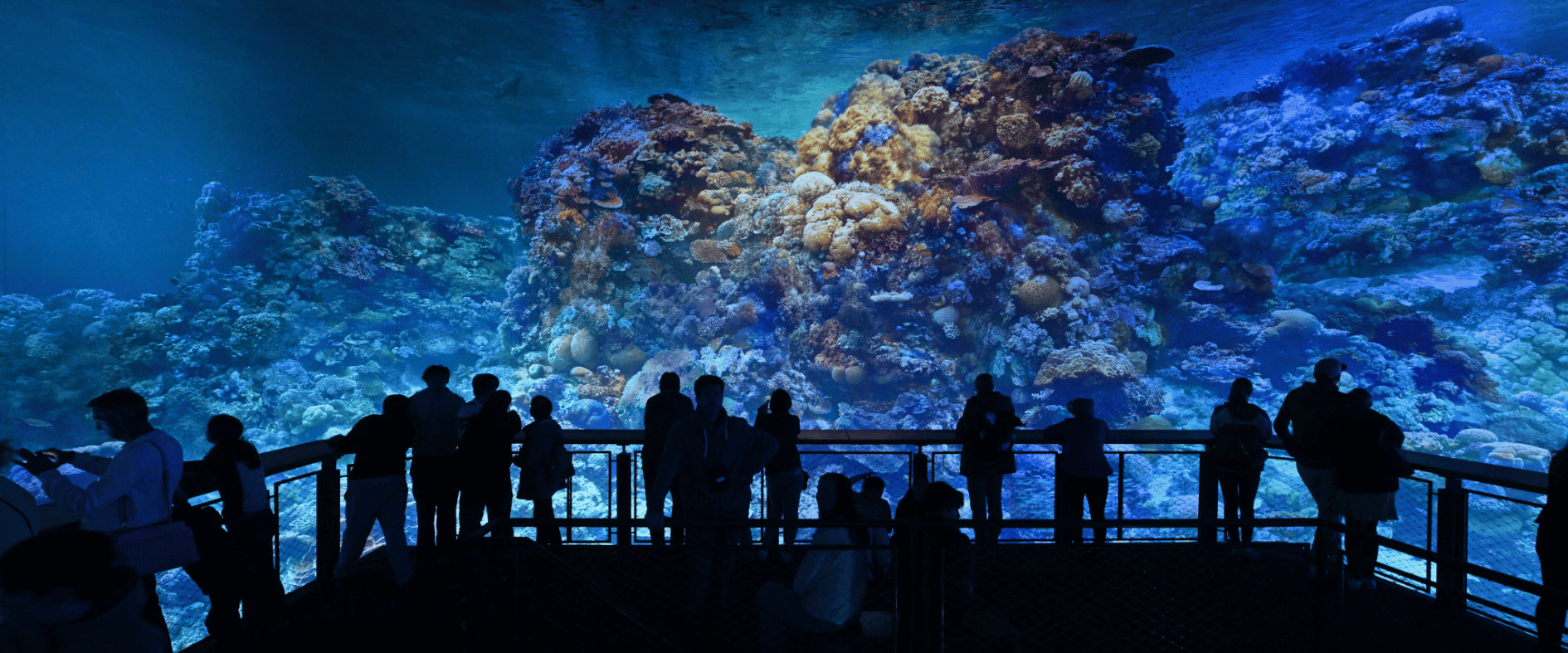 Foto zu GREAT BARRIER REEF im Panometer Dresden: Unterwasserwelt hautnah erleben