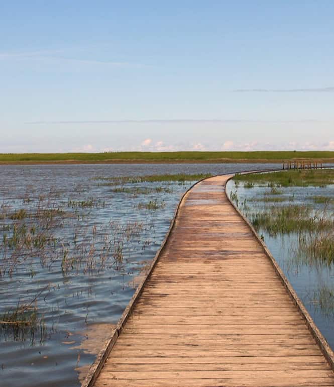 Holzsteg führt durch flaches Wasser und Salzwiesen im Langwarder Groden.