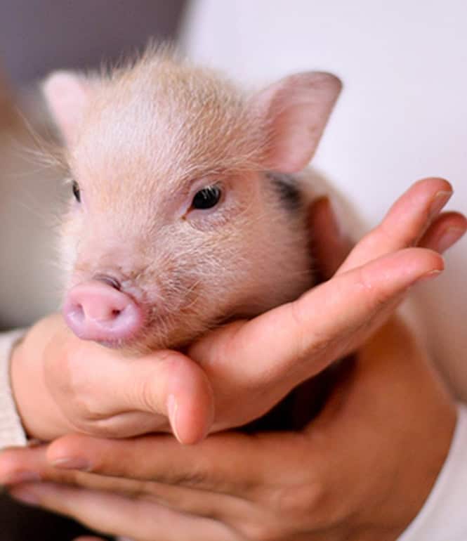 Ein kleines, rosafarbenes Ferkel wird liebevoll von zwei Händen gehalten, während im Hintergrund zwei Personen zu sehen sind.
