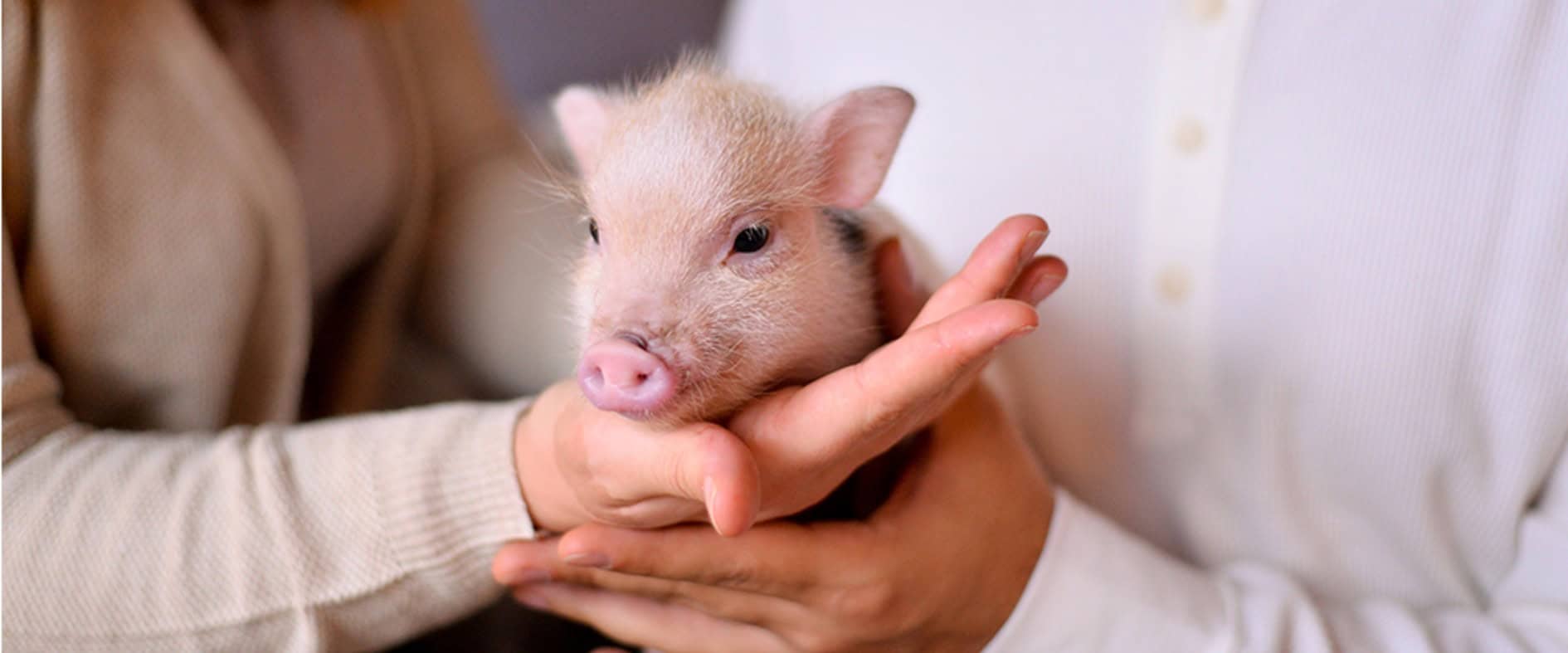 Ein kleines, rosafarbenes Ferkel wird liebevoll von zwei Händen gehalten, während im Hintergrund zwei Personen zu sehen sind.