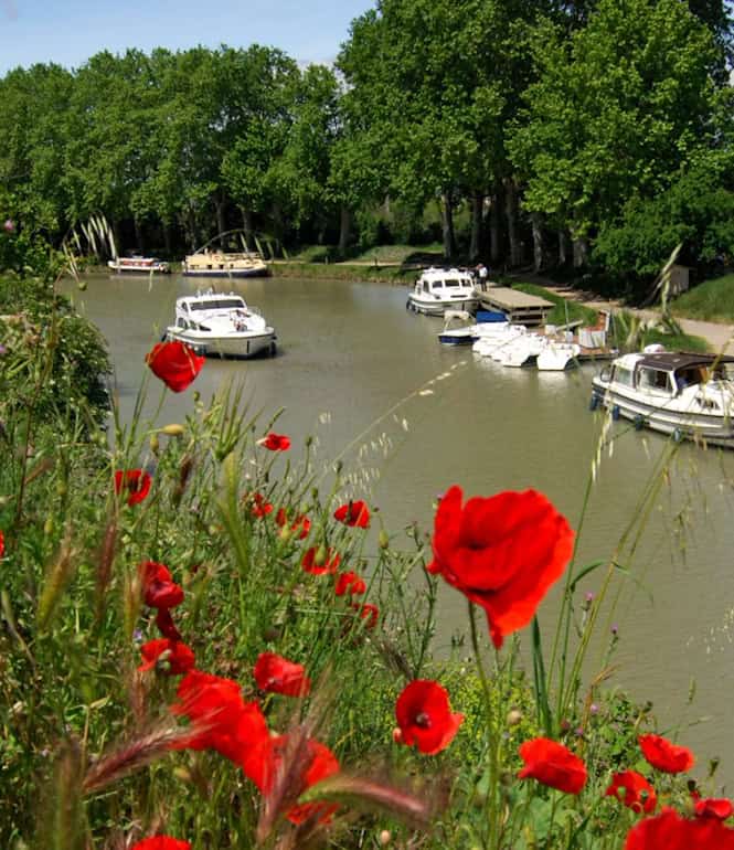 Radfahrer auf dem schattigen Radweg am Ufer des Canal du Midi, im Vordergrund blühende rote Mohnblumen, auf dem Kanal fahren Ausflugsschiffe vorbei.