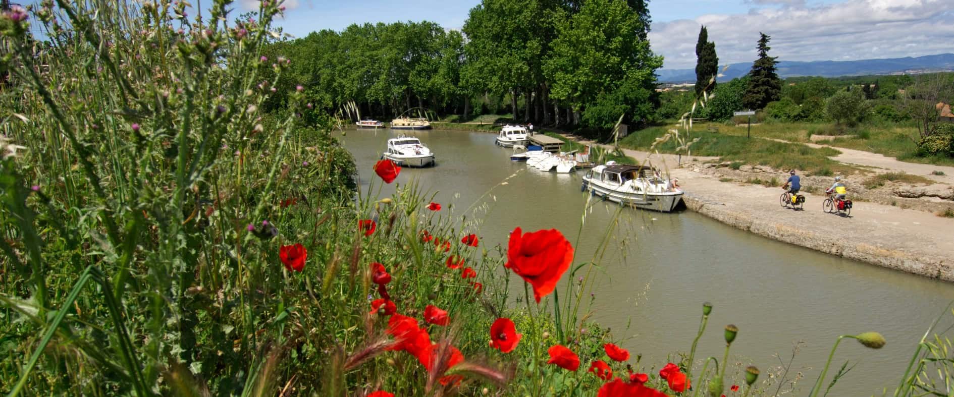 Radfahrer auf dem schattigen Radweg am Ufer des Canal du Midi, im Vordergrund blühende rote Mohnblumen, auf dem Kanal fahren Ausflugsschiffe vorbei.