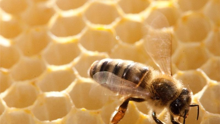 Amerikanische Faulbrut breitet sich in Dresden aus