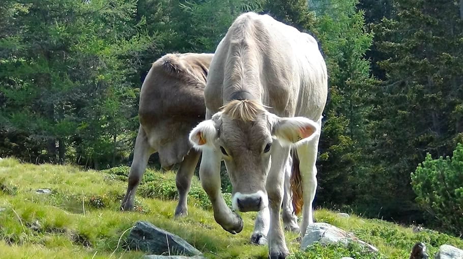 Jugendlichen attackiert