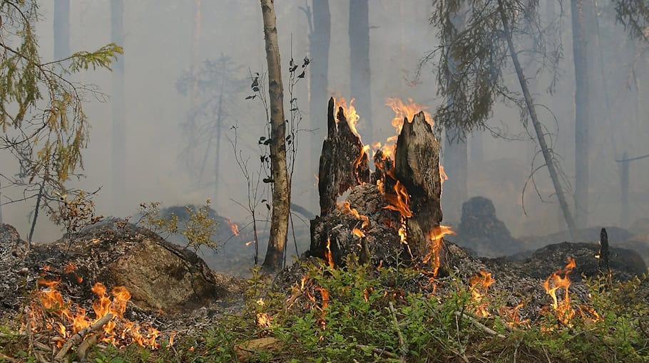 Feuer im Wald gelegt