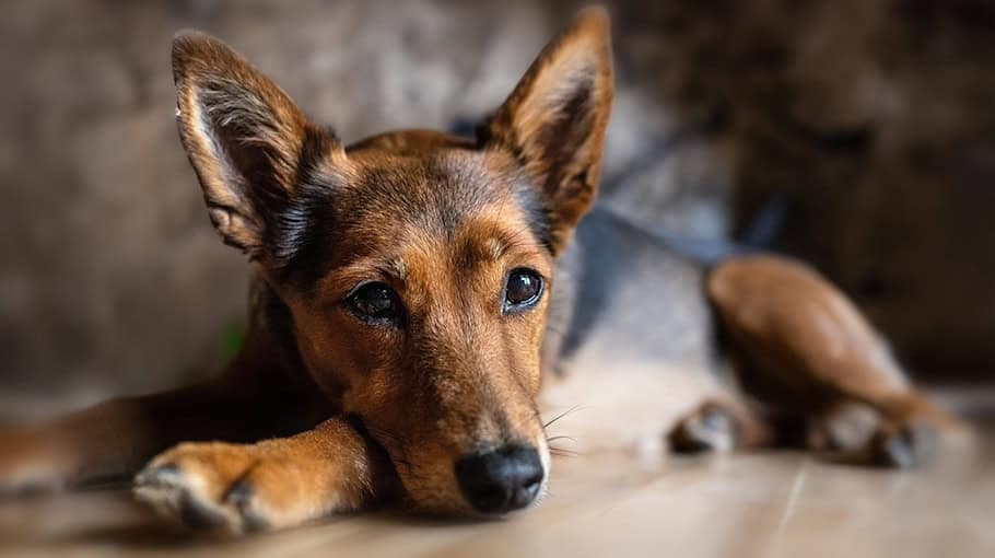 Aggressiver Hund löst Polizeieinsatz in Görlitz aus