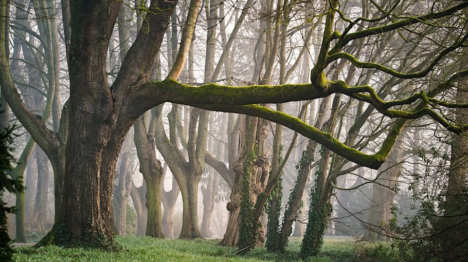 Vandalismus im Wald: Bäume in Hartmannsdorf beschädigt