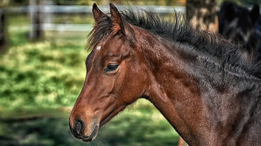 Mann stürzt mit Pferd und wird schwer verletzt