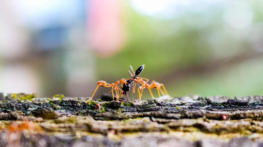 Raubdelikt in der Grünanlage Rabet