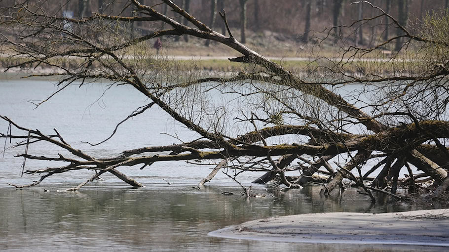 Baum stürzt auf Pkw in der Waldstraße