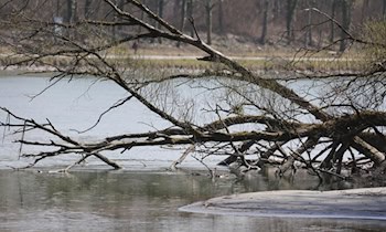 Baum stürzt auf Pkw in der Waldstraße