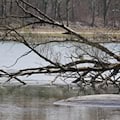 Baum stürzt auf Pkw in der Waldstraße