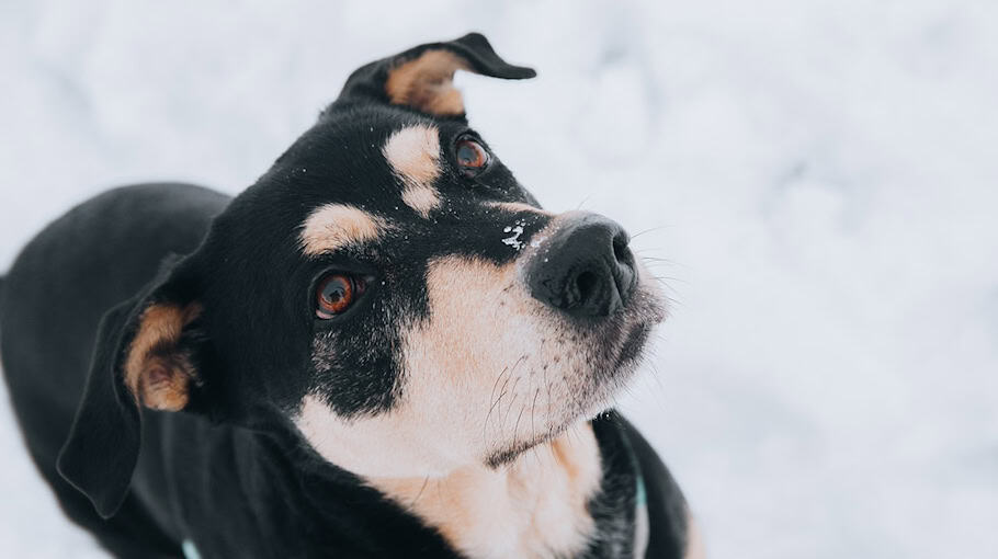 Aggressiver Hund greift Schafherde an