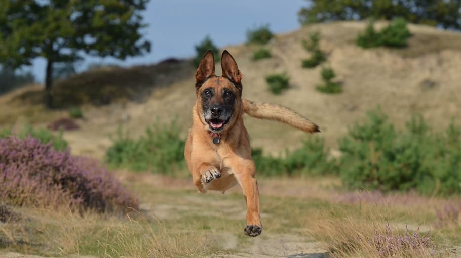 Angriff eines Malinois auf Schafe in Chemnitz