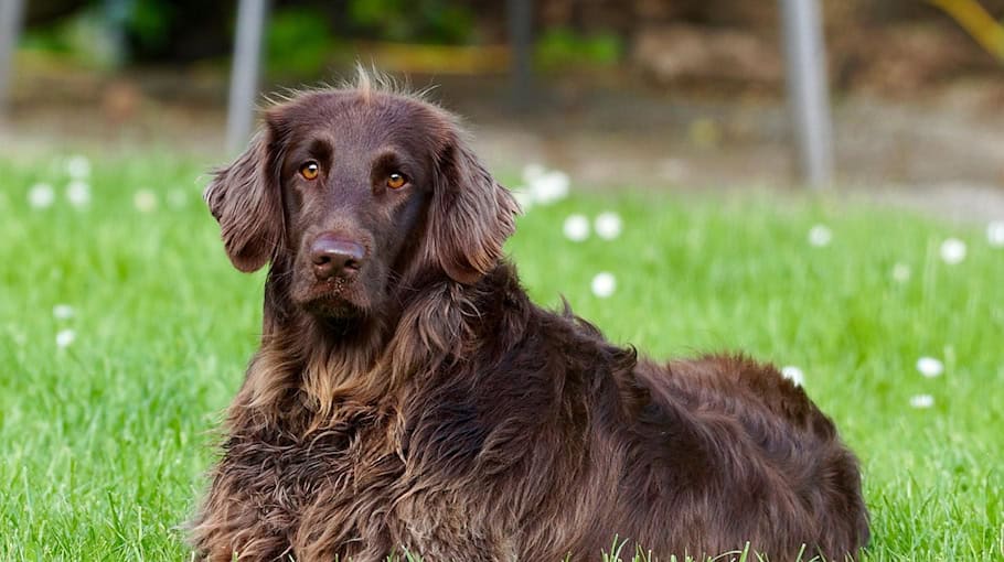 Mädchen von Hund gebissen auf Spielplatz