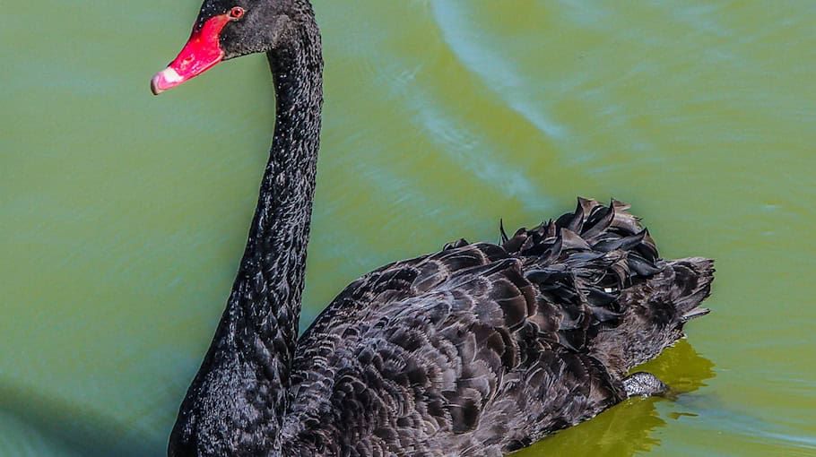 Schwan in Weißwasser sorgt für Aufregung am Montagabend