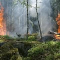 Waldbrand in Laubusch verursachte Alarm für Feuerwehr