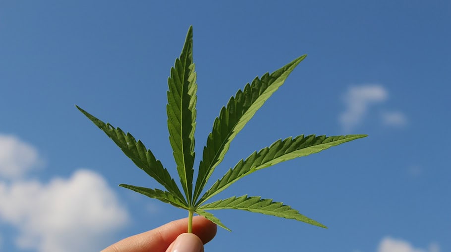 Verkehrskontrolle entdeckt Cannabis im Fahrzeug