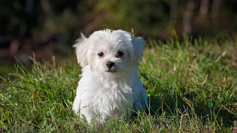 Ermittlungen nach Hundeangriff auf Menschen