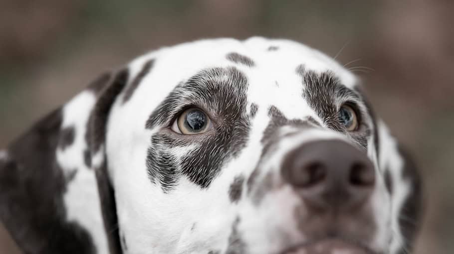 Ermittlungen nach Unfallflucht mit Hund in Eckersbach