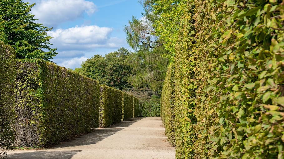 Hecke gerät bei Gartenarbeiten in Brand