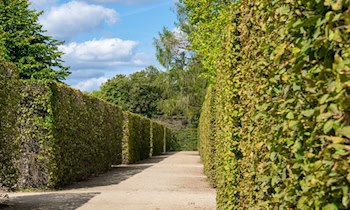 Hecke gerät bei Gartenarbeiten in Brand