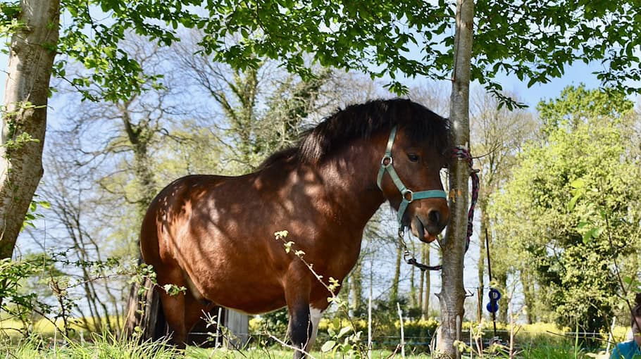 Ereignis in Neusalza-Spremberg: Ponys Überqueren Straße