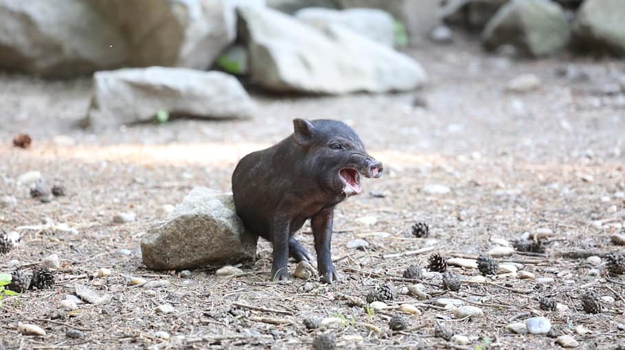 Wildschweine verursachen Motorradunfall in Greifendorf