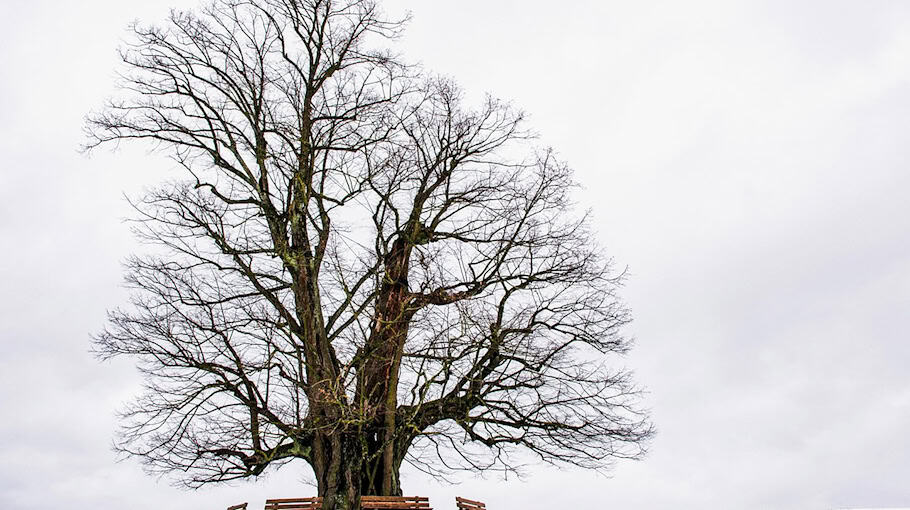 Baum stürzt auf Stromleitung in Eckartsberg
