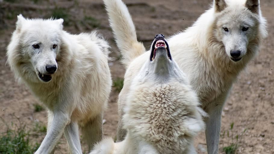 Verendeter Wolf Aufgefunden Auf Der B 115