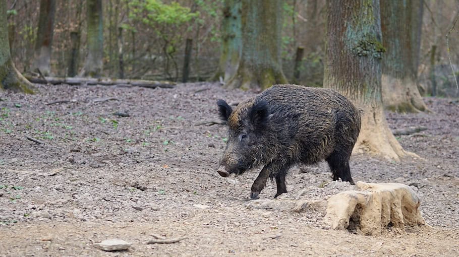 Unfall auf der B175 mit Wildschwein