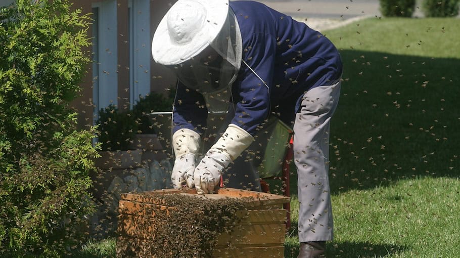Bienendiebstahl an der Auenstraße aufgedeckt