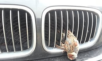 Audi A6 erfasst Reh auf Grimmscher Hauptstraße