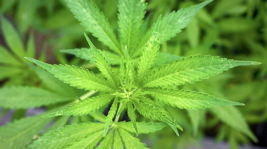 Polizei entdeckt riesige Cannabisplantage in Niederau
