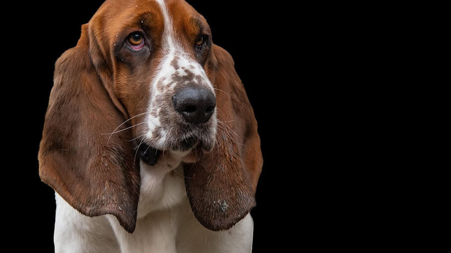 Tierquälerei in Bautzen aufgeklärt und Hund gerettet