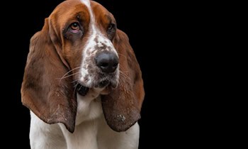 Tierquälerei in Bautzen aufgeklärt und Hund gerettet